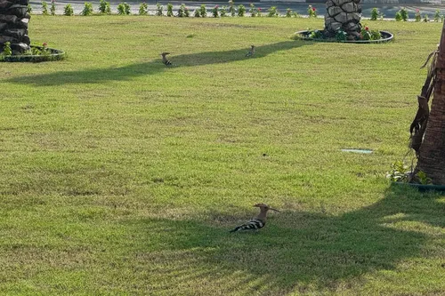 5 Bedrooms Villa in Al Mizhar 2